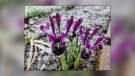 PICTURE THIS: SIGNS OF SPRING