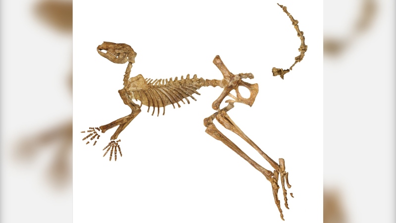 A near-complete fossil skeleton of Protemnodon viator (Flinders University via CNN Newsource)
