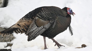 A Quebec regional health authority says no residents were impacted after a wild turkey broke into a long-term care centre south of Quebec City over the weekend. (Jacques Boissinot/The Canadian Press)