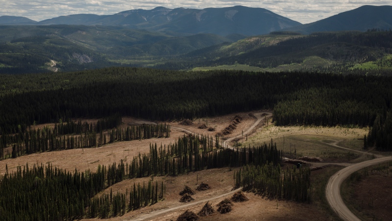 Logged areas near the Ram River Coal Corp. proposed Aries Mine Pit site west of Rocky Mountain House, Alta., Tuesday, June 1, 2021. THE CANADIAN PRESS/Amber Bracken