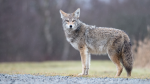 A coyote is seen in this generic image. (Source: Getty Images) 