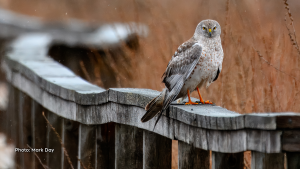 A rare encounter when a Northern Harrier is actually sitting still. They are a Hawk with a face resembling an owl. This raptor was a joy to watch at Cooper Marsh near Lancaster, Ont.  (Mark Day/CTV Viewer)