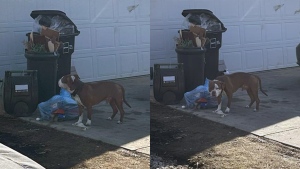 Two tickets were issued after a large, unleashed dog was spotted in front of a south Edmonton home where a boy was killed in a dog attack earlier this month. (Supplied)