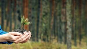 A person holds a tree seedling in this photo. (Image credit: Shutterstock)