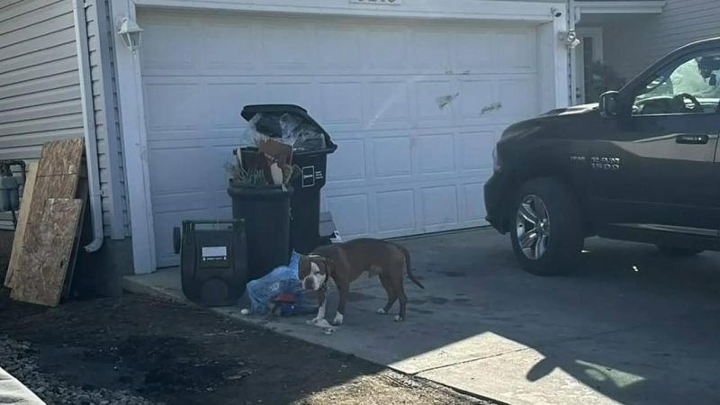 Unleashed dog seen in front of dog attack home
