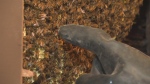 Thousands of bees removed from Pittsburgh home