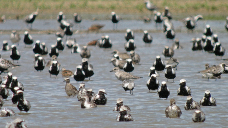 Black-bellied Plovers. (Source: ERCA)