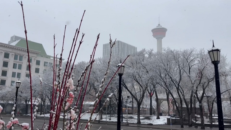 A snowy view of the Calgary Tower on Tuesday, April 16, 2024. 