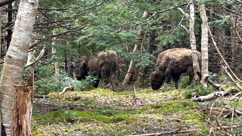 Two of four baby bison are seen in their enclosure at Two Rivers Wildlife Park, along the Mira River in Cape Breton. (Ryan MacDonald/CTV Atlantic)