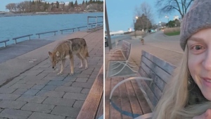 Maria, a Fort York-area resident, recently captured a close encounters she had with a coyote on video. (Screengrab from TikTok post by @marusyaaks)