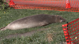 Emerson the elephant seal is seen in Oak Bay, B.C., prior to being relocated on April 5, 2024. 