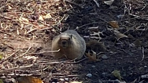 When Les Robertson was walking home from the gym in North Vancouver's Lower Lonsdale neighborhood three weeks ago, he did a double take. Standing near a burrow it had dug in a vacant lot near East 1st Street and St. Georges Avenue was a yellow-bellied marmot. (Les Robertson)