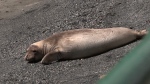 Moulting seal returns to Greater Victoria 