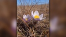 Just like the Robin's, the Crocus is the Harbinger of Spring. Photo by Myrna Nichol.