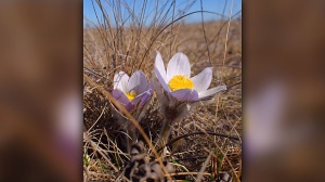 Just like the Robin's, the Crocus is the Harbinger of Spring. Photo by Myrna Nichol.