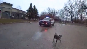 Wisconsin officers attacked by dogs