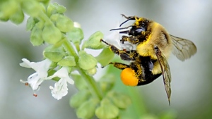 A common eastern bumble bee collects pollen on flowers outside the Cornell Cooperative Extension on September 22, 2015 in Albany, New York. Lori Van Buren/Albany Times Union/Getty Images via CNN Newsource