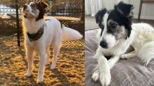 Wally, a border collie cross, is seen after his adoption. (City of Calgary) 
