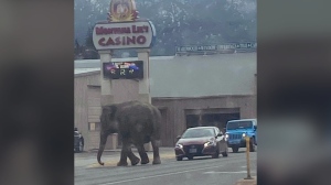 This image provided by Matayah Utrayle-Shaylene Smith shows an escaped elephant crossing the road in Butte, Mont., on Tuesday, April 17, 2024. (Matayah Utrayle-Shaylene Smith via AP)