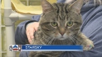 A four-year-old domestic shorthair named Starsky is described as a very loving and affectionate cat that is calm and playful. April 16, 2024 (CTV Northern Ontario)