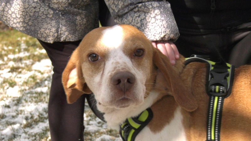 Ten beagles rescued from animal testing in the United States arrived in Alberta on Wednesday, April 17, 2024. 