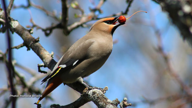A Cedar Waxwing feasting on berries in Russell, Ont. (Natalie Briand/CTV Viewer)