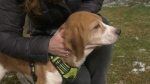 Organization facilitates beagles' rescue, rehoming