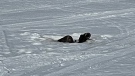 A couple otters playing on ice. Photo by Louise Schollie.