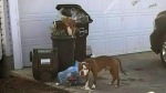 Unleashed dog in front of home where fatal attack 