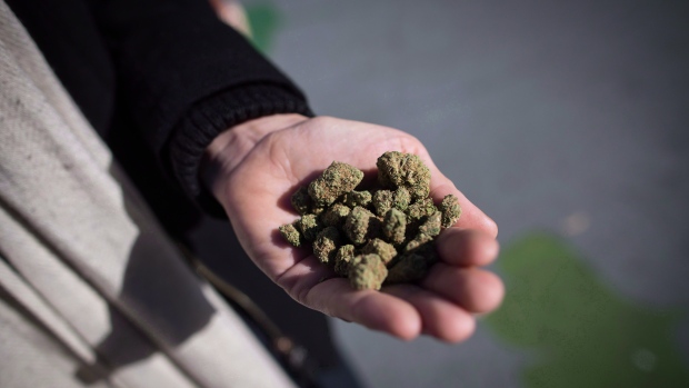 A man holds a handful of dried marijuana flowers. (Source: THE CANADIAN PRESS/Darryl Dyck)