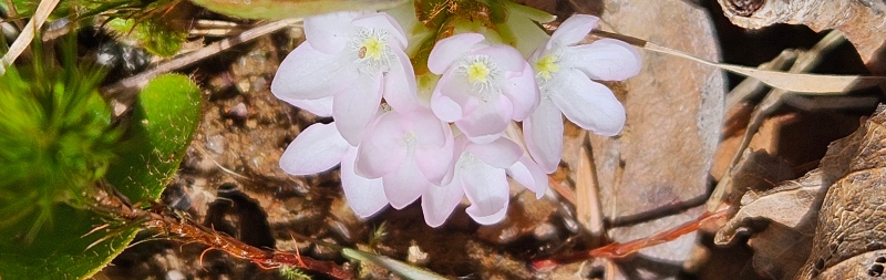 Mayflowers coming up near Lake Loon, Dartmouth, N.S. (Courtesy: Kathy Sangster)
