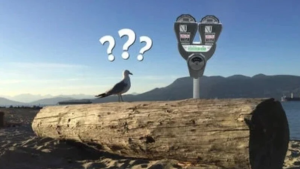 A confused seagull faces a parking meter in an image from the Change.org petition against paid parking at Spanish Banks Beach. 