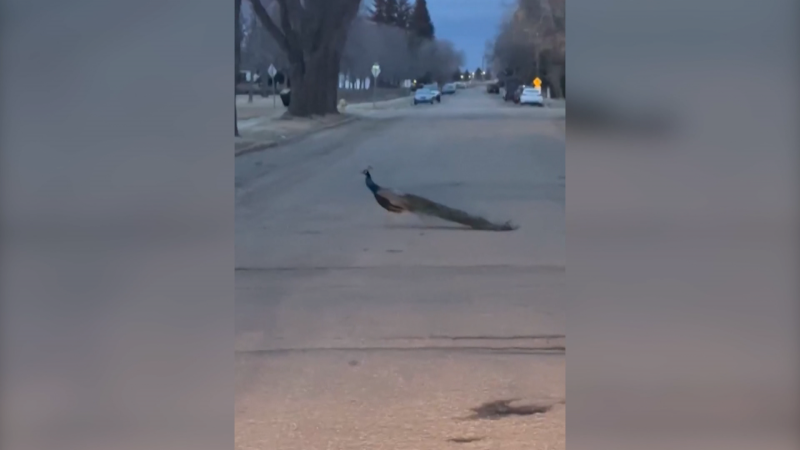 A peacock, one of two missing from breeder Rob Hofer's pride, walks on a street in Lloydminster on April 17, 2024. (Credit: Autumn Kopeck) 