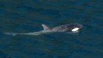A two-year-old female orca calf continues to live in a lagoon near an area where her pregnant mother died over three weeks ago at Zeballos, B.C., on Wednesday, April 17, 2024. THE CANADIAN PRESS/Chad Hipolito