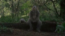 This image released by Bleeker Street shows Jesse Eisenberg in a scene from the film 'Sasquatch Sunset'