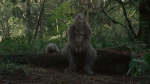 This image released by Bleeker Street shows Jesse Eisenberg in a scene from the film 'Sasquatch Sunset'