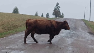 A cow wanders on a New Brunswick road. (Supplied)