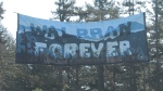 An 18-metre banner reading "Walbran forever" hangs between two trees along Highway 1 on Vancouver Island. 