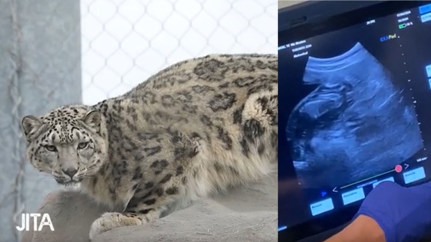 Jita a snow leopard at the Toronto Zoo, is pictured alongside an ultrasound showing her litter. (Toronto Zoo /Handout)