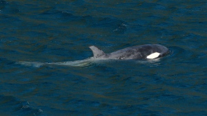 A two-year-old female orca calf continues to live in a lagoon near an area where her pregnant mother died over three weeks ago at Zeballos, B.C., on Wednesday, April 17, 2024. THE CANADIAN PRESS/Chad Hipolito