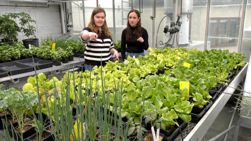 Grad student Allison Guthrie shows Renata Santander with the Campus Food Bank which vegetables from the Science Community Garden are ready to be harvested.
