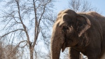 Lucy the elephant at the Edmonton Valley Zoo, in Edmonton on Tuesday March 21, 2023. THE CANADIAN PRESS/Jason Franson