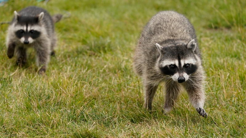 Quebec's Environment Ministry is placing rabies vaccine baits in 17 municipalities in Estrie and Monteregie after a rabid raccoon was reported in Vermont, about 10 kilometres from the border. (Charlie Riedel, The Associated Press)