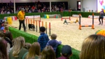 Spruce Meadows hosts PetFest 2024. 