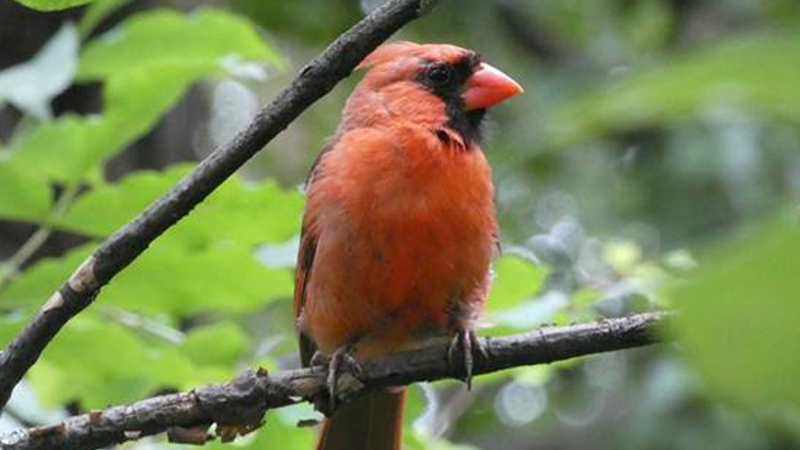 A northern cardinal. (Ottawa Field Naturalist Club/supplied)