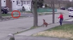 A Massachusetts woman and her dog were left shaken after being chased by a coyote while out on a walk in her neighbourhood.