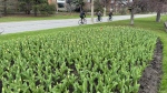 The tulips begin to bloom along the Rideau Canal in Ottawa. (Josh Pringle/CTV News Ottawa)