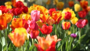 Tulips are shown in a stock photo. (Krystina Rogers/Unsplash)