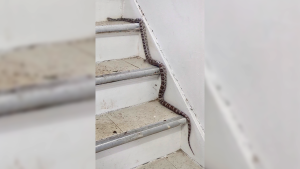 A five-foot corn snake, native to the southern United States, climbs a staircase inside a St. Thomas, Ont. apartment building in April 2024. (Source: Tiffany Byers)