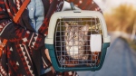 Cats in carriers and dogs on leashes will be allowed in outdoor spaces on two more BC Ferries vessels. (Image credit: Shutterstock) 